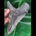 13,8 cm massiver Zahn des Megalodon