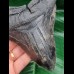 13,8 cm massiver Zahn des Megalodon