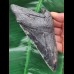 13,8 cm massiver Zahn des Megalodon