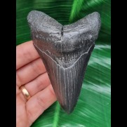10.0 cm dagger-shaped completely black tooth of the Megalodon