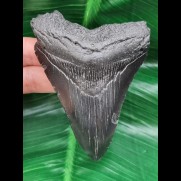 9,6 cm schwarzer, guter Zahn des Megalodon