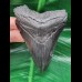 9,6 cm schwarzer, guter Zahn des Megalodon