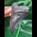 9,6 cm schwarzer, guter Zahn des Megalodon