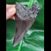 9,6 cm schwarzer, guter Zahn des Megalodon