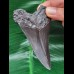 9,6 cm schwarzer, guter Zahn des Megalodon