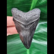 7.3 cm black tooth of the Megalodon