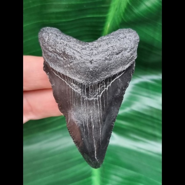 7,3 cm schwarzer Zahn des Megalodon 