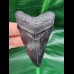 7,3 cm schwarzer Zahn des Megalodon 