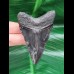 7.3 cm black tooth of the Megalodon