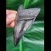 7,3 cm schwarzer Zahn des Megalodon 