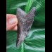 7.3 cm black tooth of the Megalodon