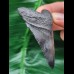 7.3 cm black tooth of the Megalodon