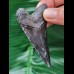 7.3 cm black tooth of the Megalodon