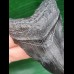 7,3 cm schwarzer Zahn des Megalodon 