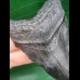 7.3 cm black tooth of the Megalodon