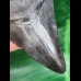 7.3 cm black tooth of the Megalodon