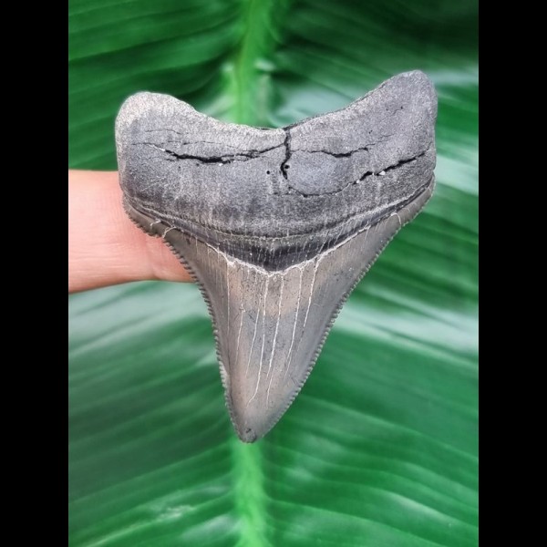 5,6 cm schön erhaltener Zahn des Carcharocles Chubutensis