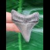 5.6 cm nicely preserved tooth of Carcharocles Chubutensis