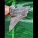 5.6 cm nicely preserved tooth of Carcharocles Chubutensis