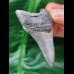 5,6 cm schön erhaltener Zahn des Carcharocles Chubutensis