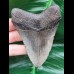 9,5 cm grey - brown tooth of the Megalodon