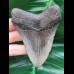 9,5 cm grau - brauner Zahn des Megalodon