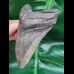 9,5 cm grau - brauner Zahn des Megalodon