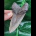 9,5 cm grey - brown tooth of the Megalodon