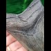 9,5 cm grey - brown tooth of the Megalodon