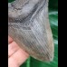 9,5 cm grey - brown tooth of the Megalodon