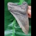 9,5 cm grey - brown tooth of the Megalodon
