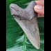 9,5 cm grau - brauner Zahn des Megalodon