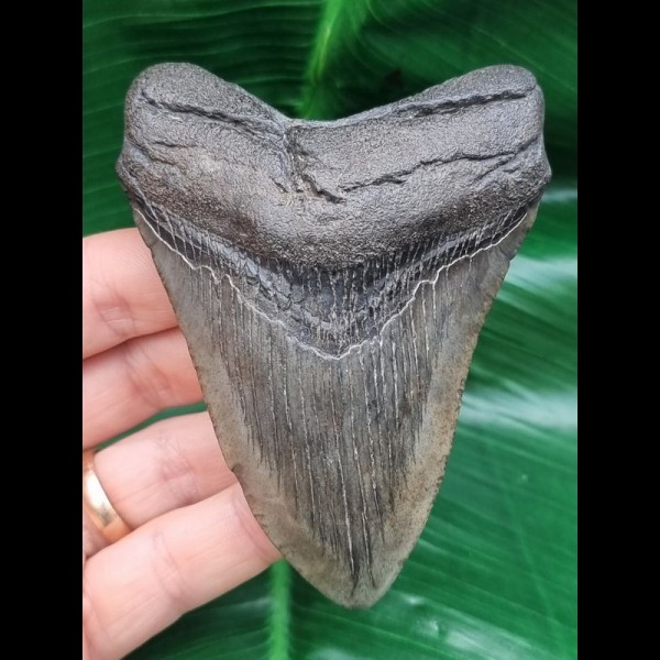 9,5 cm grey - brown tooth of the Megalodon