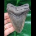9,5 cm grey - brown tooth of the Megalodon