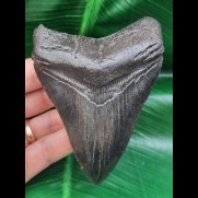 10.3 cm black tooth of the Megalodon