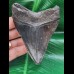 10.3 cm black tooth of the Megalodon