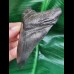 10.3 cm black tooth of the Megalodon