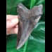 10.3 cm black tooth of the Megalodon