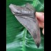 10.3 cm black tooth of the Megalodon