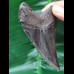 10.3 cm black tooth of the Megalodon
