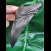 10.3 cm black tooth of the Megalodon