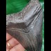10.3 cm black tooth of the Megalodon