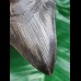 10.3 cm black tooth of the Megalodon