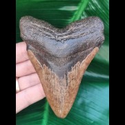 11.0 cm good red-brown tooth of Megalodon