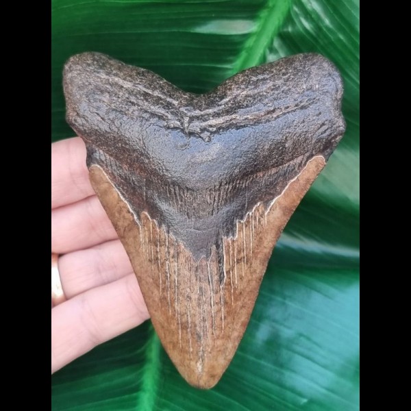 11,0 cm guter rot-brauner Zahn des Megalodon