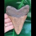 11.0 cm good red-brown tooth of Megalodon
