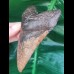 11.0 cm good red-brown tooth of Megalodon