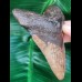 11,0 cm guter rot-brauner Zahn des Megalodon