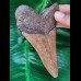 11.0 cm good red-brown tooth of Megalodon