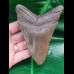 11.3 cm large dark brown tooth of the Megalodon